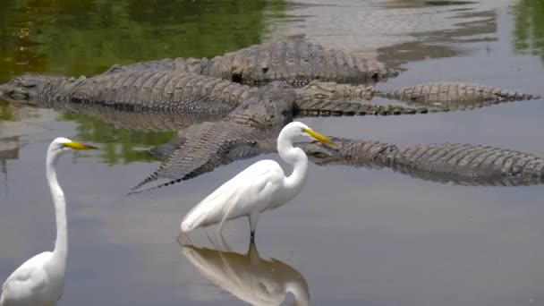 Alligator zweeft net boven het water — Stockvideo