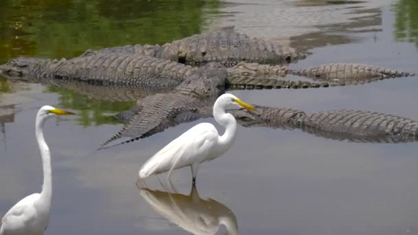 L'alligatore galleggia appena sopra l'acqua — Video Stock