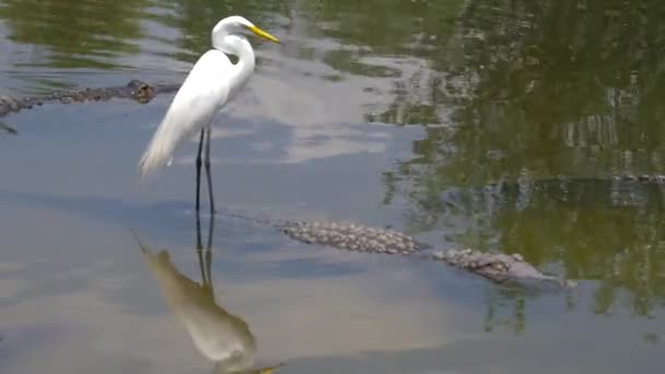 Amerikanska alligatorer ligga bredvid heron. — Stockvideo