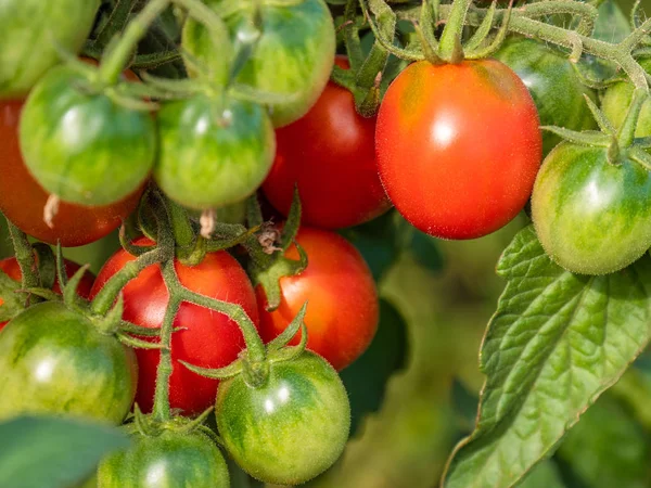 Cherry tomatoes of various ripeness on tomato plant. Red and green cherry tomatoes in the garden. Organic tomato planting in garden. fresh cherry tomatoes plants.
