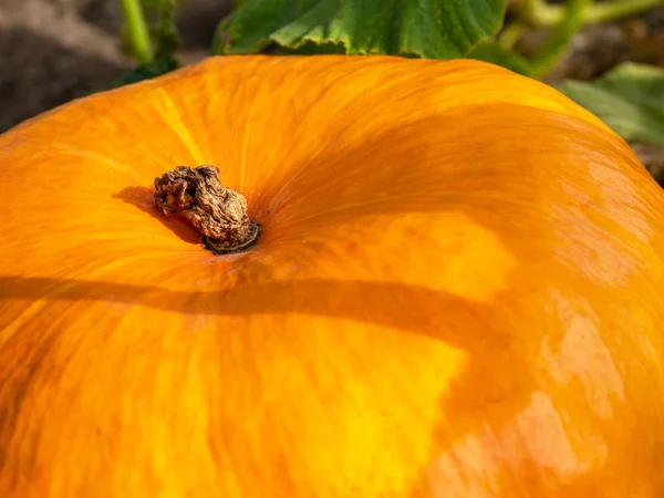 Zucca Che Cresce Nell Orto Pianta Zucca Zucche Fresche Mature — Foto Stock