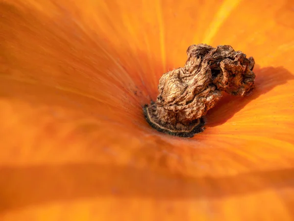 抽象的なテクスチャ カボチャの背景です オレンジのカボチャのテクスチャです カボチャのテクスチャのクローズ アップ かぼちゃのスキン — ストック写真