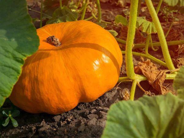 Zucche Autunno Giardino Zucca Nella Scena Rurale Zucche Fresche Mature — Foto Stock