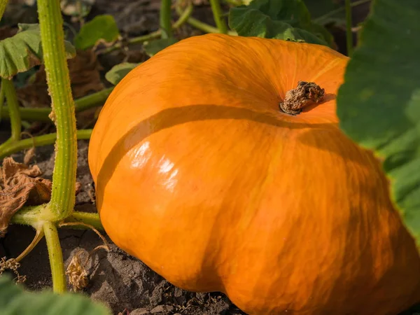 Zucca Piatta Arancione Matura Trova Orto Ambiente Naturale Zucche Fresche — Foto Stock