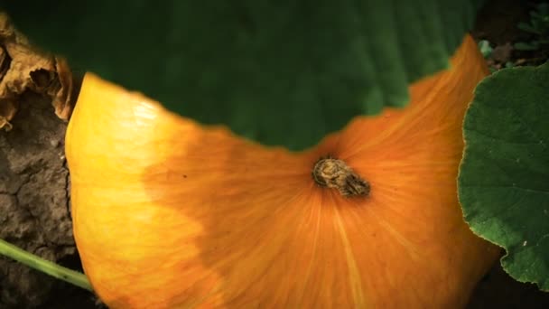 Pumpkin in garden. Top view, rotation and zoom out — Stock Video