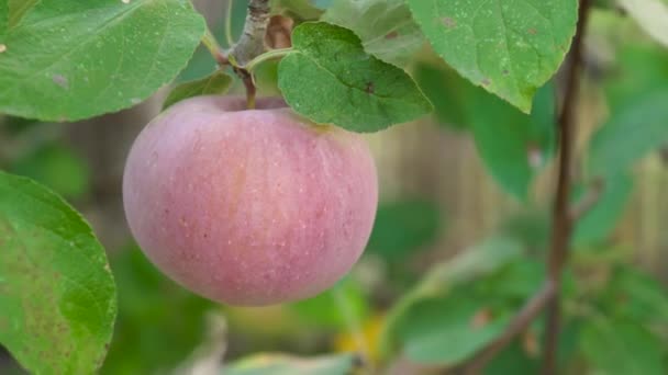 Pommes biologiques fraîches — Video