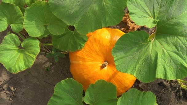 カボチャは野菜の庭で成長しています。トップ ビュー — ストック動画