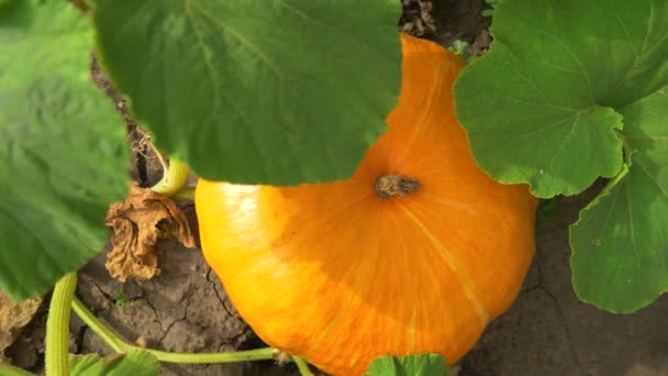 Pumpkin in garden. Top view, rotation and zoom out — Stock Video
