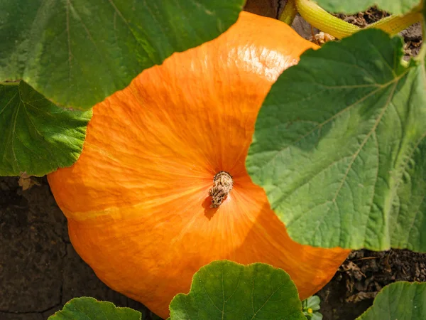 Zucca Che Cresce Nell Orto Zucche Arancioni Mercato Agricolo All — Foto Stock