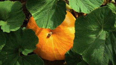 Bahçe kabak. Üstten görünüm, döndürme ve zoom