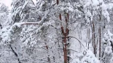Kış orman pines, anteni yukarı doğru hareket.