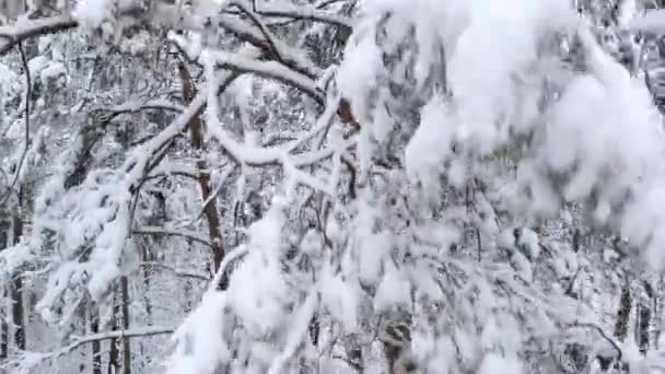 冬の森の松 空上の動き 冬には雪に覆われたスプルースの森への低飛行 冬の森の上のフライト 雪に覆われた松の近くの底からパノラマ クローズアップ — ストック動画