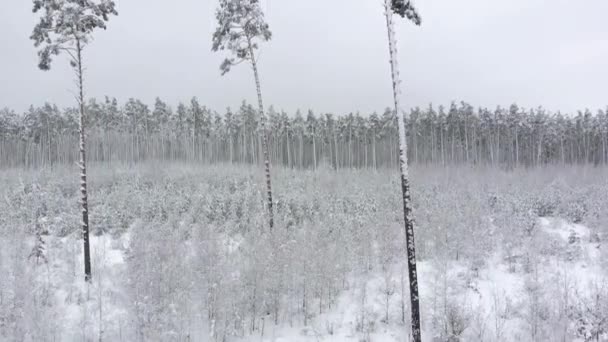 Drone löneförhöjningar upp nära utkanten av vintern skog. — Stockvideo