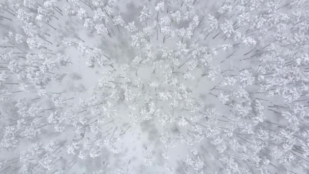 Πτήση πάνω από το δάσος του χειμώνα, εναέρια θέα πάνω. — Αρχείο Βίντεο