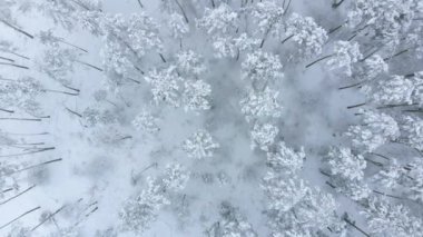 Kışın karlı ladin ormanlarında alçak uçuş.