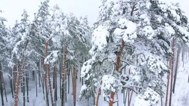 Winter forest pines, antenne opwaartse beweging. — Stockvideo