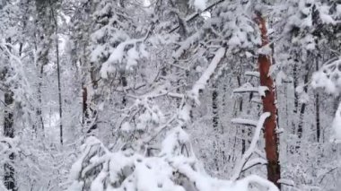 Kış orman pines, anteni yukarı doğru hareket.