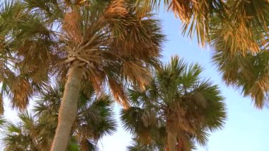 Hindistan cevizi palmiyeleri, güzel tropikal arka plan.