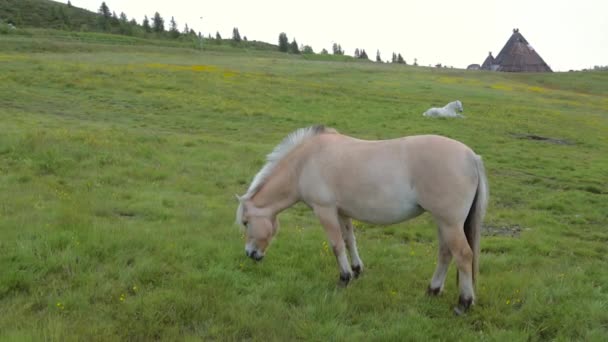 Norwegian Fjord Horses - Fjordings — Stock Video