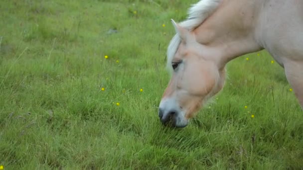 Noorse Fjord paarden - Fjordings — Stockvideo