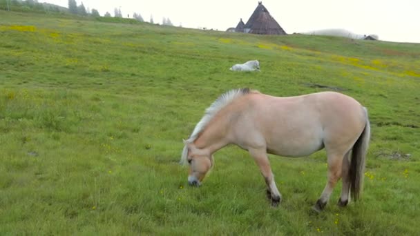Лошади фьордов - Фьорды — стоковое видео
