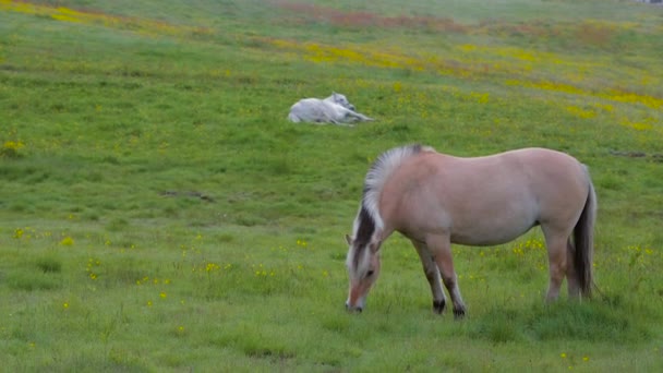 Caballos de fiordo noruegos - Fiordos — Vídeo de stock