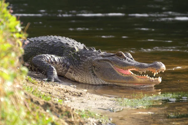 湖岸上的鳄鱼栖息在水边 嘴巴张开 有一个自然栖息地 鳄鱼嘴张开 躺在池塘边 陆地上的鳄鱼 — 图库照片