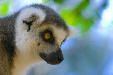 Lemur yakın çekim Madagaskar