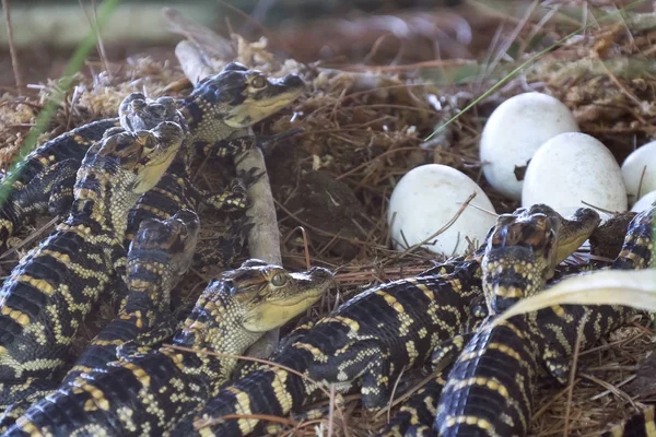 Newborn alligator near the egg laying in the nest.