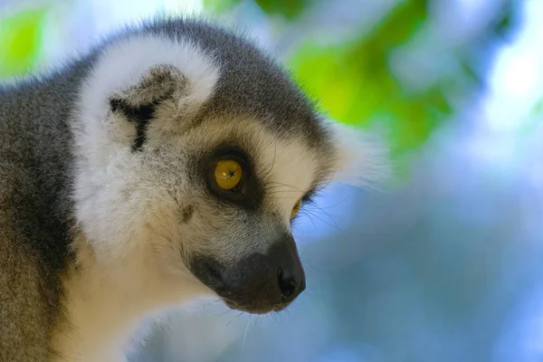 Lemur Primer plano en Madagascar — Foto de Stock