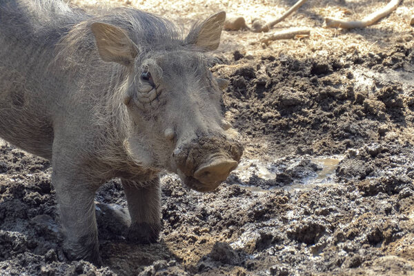 Бородавочник использует нос, чтобы копать в африканской саванне
.