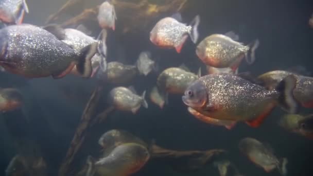 Pirañas peces bajo el agua — Vídeos de Stock