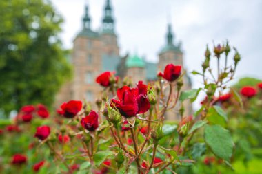 Rosenborg Castle bahçelerde çiçek açan güller