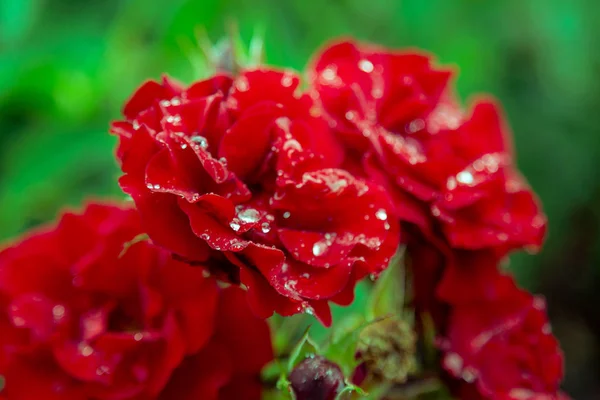 Gotas de lluvia en una rosa escarlata de cerca — Foto de Stock