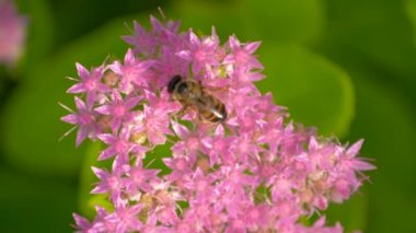 Arı pembe çiçek nektar toplar. Üstte görüntü.