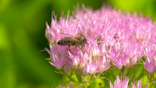 Zoete bloem in honingzoete Bee honing. — Stockvideo