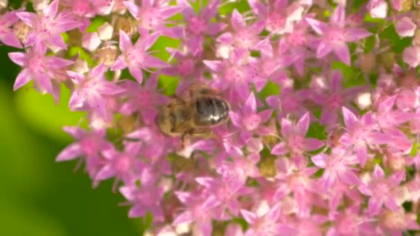 Bee verzamelt nectar op roze bloem. Top View. — Stockvideo