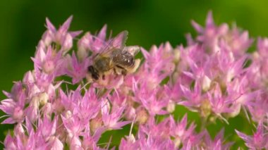 Ballı arı bal Tatlı çiçek.