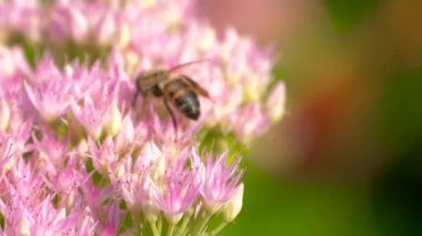 Arı çiçek açan pembe çiçeğin nektarını toplar.