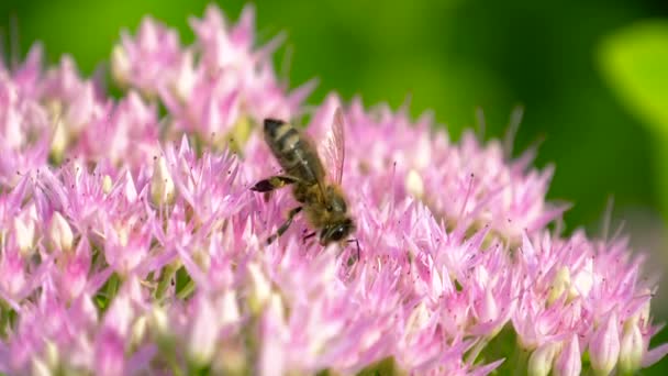 Makro der Biene, die Pollen von Milchkraut sammelt — Stockvideo