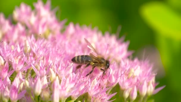 Bee verzamelt nectar op roze bloem. Slow Motion. — Stockvideo