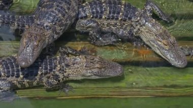 Aligators kızgın arka plan bir sürü Timsah Çiftliği