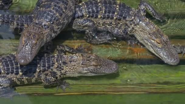 Krokodil farm sok aligators dühös háttér — Stock videók