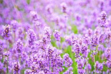Lavanta çiçeği arka planı. Sığ alan derinliği