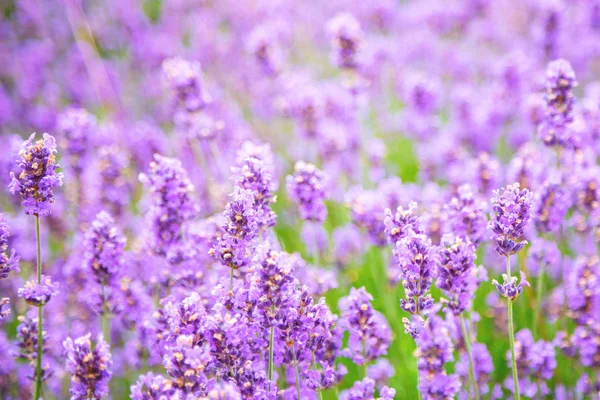 Lavender flower background. Shallow depth of field