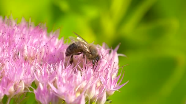 Bee verzamelt nectar op roze bloem. Slow Motion. — Stockvideo