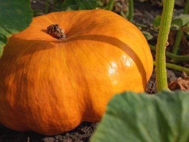 Taze, olgun, kabaklar alanında büyüyen.