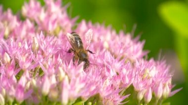 Arı çiçek açan pembe çiçeğin nektarını toplar.