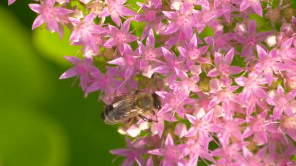 Macro de abeja recogiendo polen. Vista superior. — Vídeo de stock