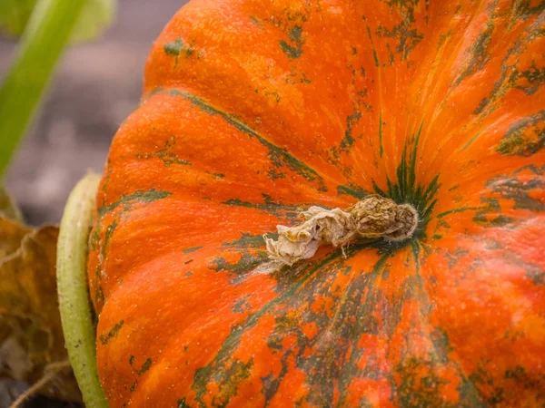 Zucche di autunno in un giardino . — Foto Stock